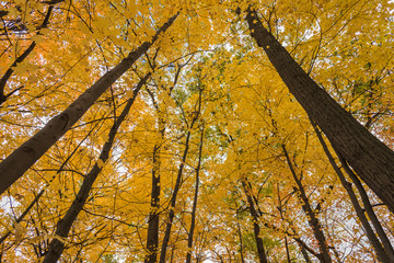 Obraz premium Golden autumn