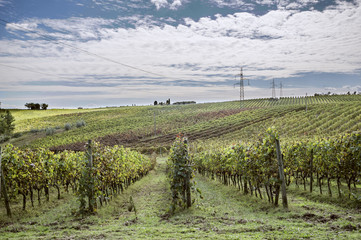 Fototapeta na wymiar vinyard at tuscany