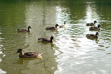 kaczki na stawie © Henryk Niestrój