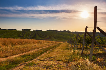 Fields with vineyards at sunrise. Toned
