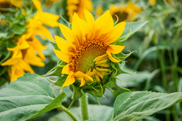 Big yellow sunflower bud blooming