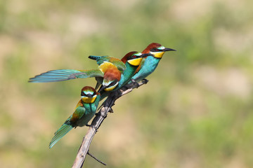 Bee eater