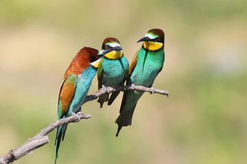 Fototapeta premium Bee eater