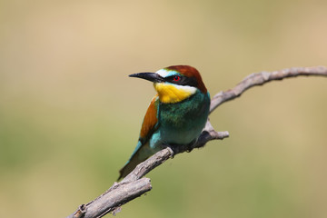 Bee eater