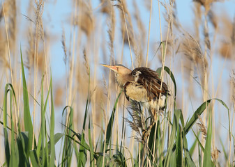 Little bittern