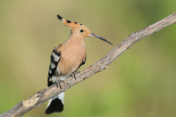 Hoopoe
