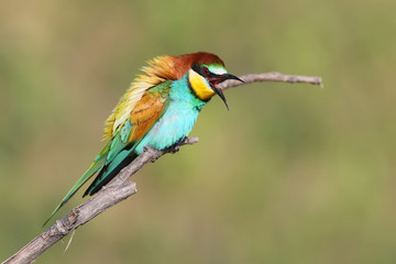 Bee eater