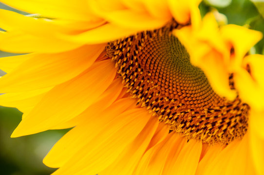 Big yellow sunflower closeup