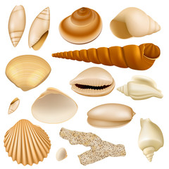 Realistic Seashell Collection