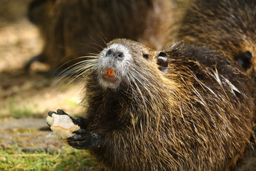 Nutria zeigt die orangen Zähne, Myocastor coypus
