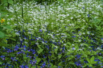 Blue and white flowers at meadow
