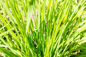 Summer Green Grass