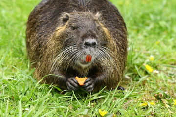 Nutria zeigt die orangen Zähne, Myocastor coypus