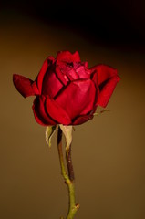 Róża (rose)