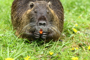 Nutria zeigt die orangen Zähne, Myocastor coypus