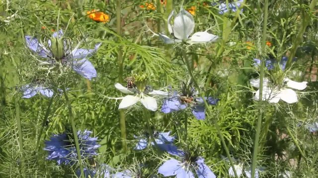 Wasp and bee collects pollen and nectar from nigella flower.