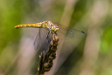 Large yellow dragonfly sympetrum vulgatum sat on a dry blade of grass