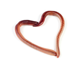 Two earthworms in the shape of heart isolated on white background