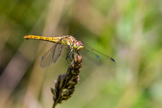 Large yellow dragonfly sympetrum vulgatum sat on a dry blade of grass