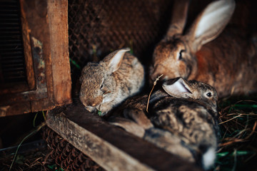 Family rabbits mom and little children live in a pet farm. Concert Eco-meat, breeding rabbits.