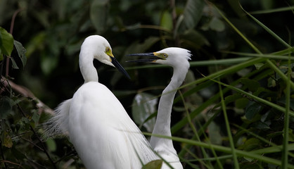 Beautiful egret couple preparing nest