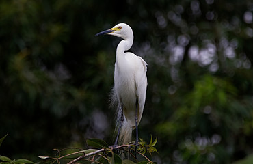 White snowy great egret close up on a tree bunch