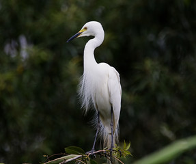 White snowy great egret close up on a tree bunch