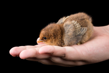Brown little baby chicken in the hand with black background.