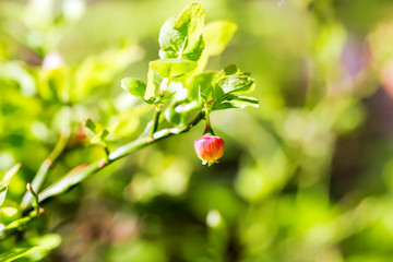 Flower of wild European blueberry or Vaccinum myrtillus hiding in leaves macro in twilight forest