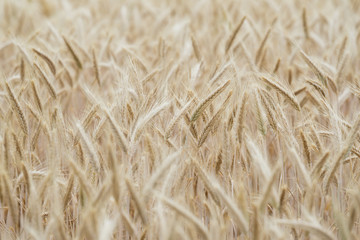 wheat weizen