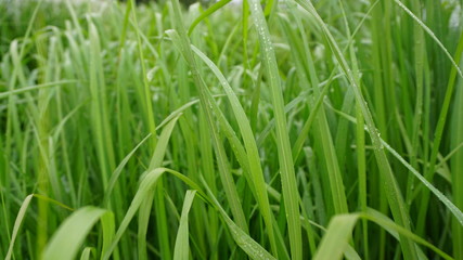 Fototapeta na wymiar bright fresh high grass