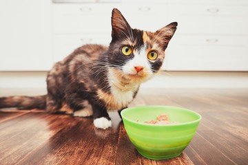 The hungry cat eating from bowl