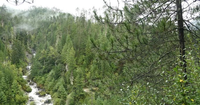4k Waterfall flowing in the valley,Green conifers,Bomi County,tibet.the largest precipitation area in China.