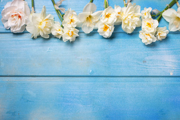 White daffodils flowers on blue wooden background.