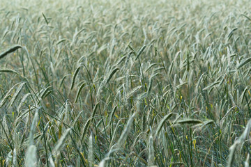 Fototapeta na wymiar wheat weizen