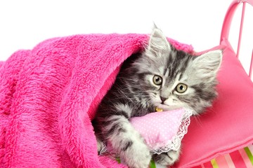 Little cat holding pillow