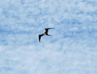 Bird soaring above the ocean on a clear day