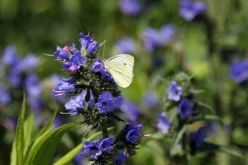 Cabbage White