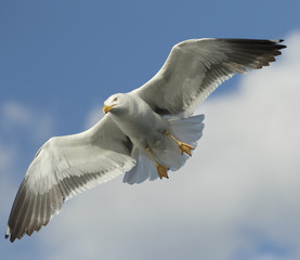 Lesser Black-backed gull