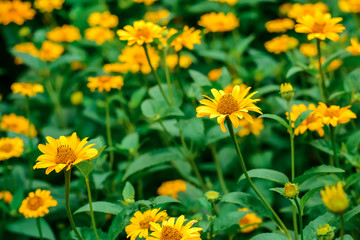 Bright beautiful summer flowers