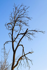 Dry trees and sky in Transilvania