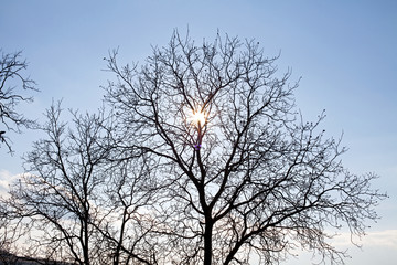 Obraz premium Dry trees and sky in Transilvania