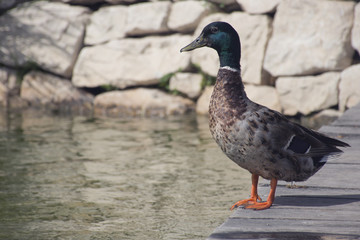 Duck on the lake