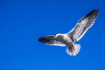 oceanside California Seagull