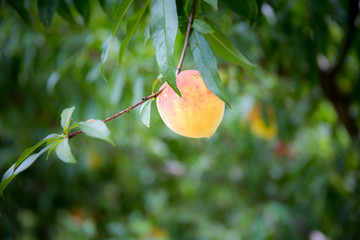 Fresh Arkansas peach tree ripe fruit