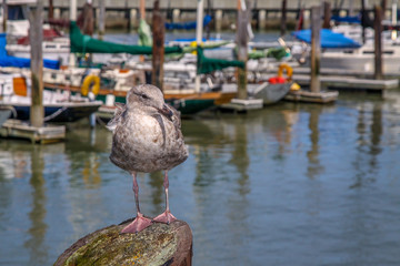 oceanside California Seagull