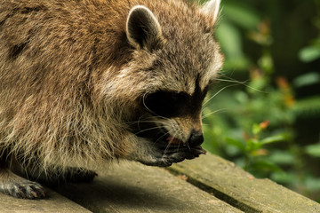 Racoon in a construction butt 