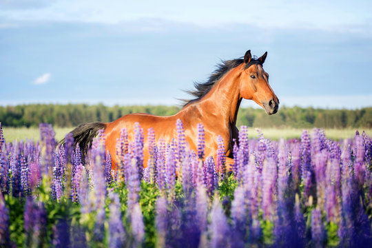 Fototapeta Arabian horse running among lupine flowers.