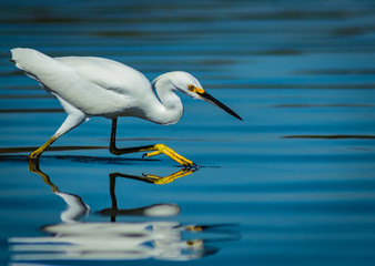Snowy egret intently focusing on its prey while hunting in Newport Back Bay, California