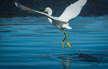 snowy egret takes off from water